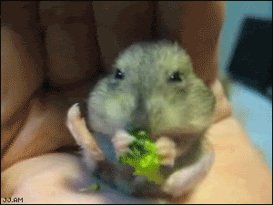 hamster eating broccoli: om nom nom nom!